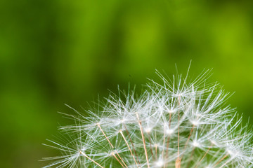 Detail of part of dandelion's ripe white seeds