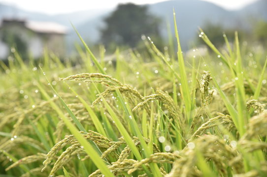 米 rice