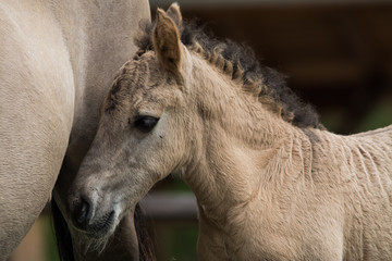 foal of wild horse from Austria park in europe