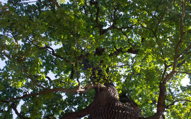 Fototapeta na wymiar Old big oak with leaves (6)
