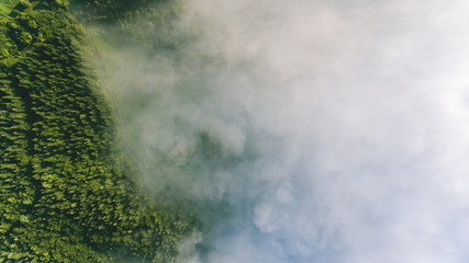 Obraz premium Fog in Forest