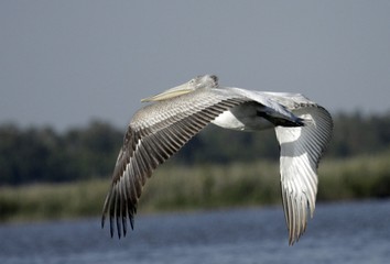 Pelecanus crispus