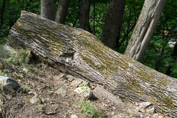Fallen tree covered with moss lying in a dark forest