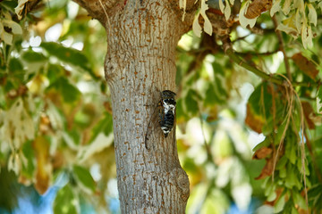 Large cicadas on the tree