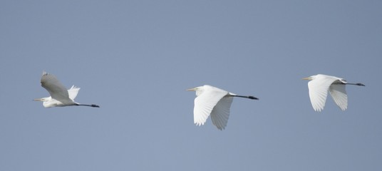 Great White Egret