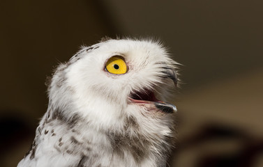 The snow owl