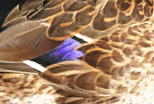Close up of Mallard duck feathers
