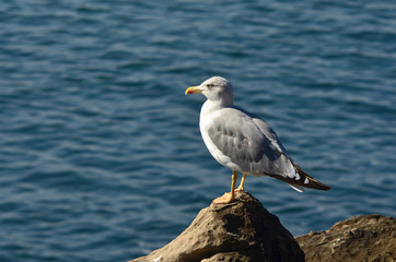 Albatross, bird, seagull, sea