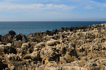 Albatross, bird, seagull, sea, coast © ChemiQ