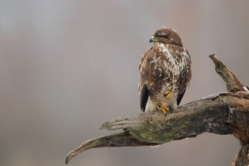 Mäusebussard (Buteo buteo) sitzt im Winter auf einem Ast