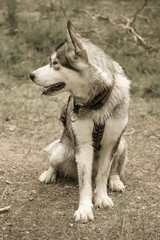 Dog breed alaskan malamute on the walking in a forest. Toned