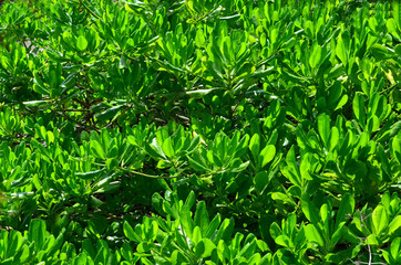 Green leaves as a background