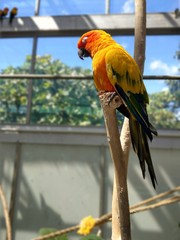 インコの昼寝