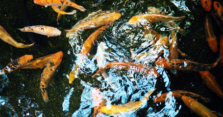 Fototapeta na wymiar Group of colorful koi fish swimming in pond