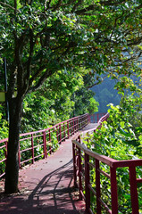 Pathway in green forest to the beach