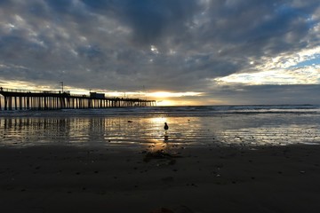 Fototapeta premium winter sunset pismo beach with a bird