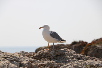 Gull