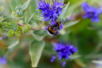 Blau blühende Bartblume (Caryopteris x clandonensis) mit Hummel
