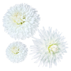 white dahlia flower