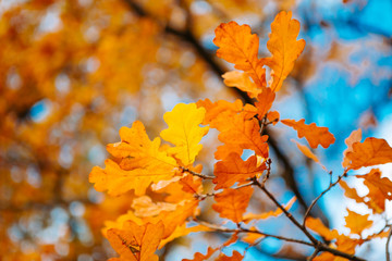 Bright orange oak leaves against the blue sky background