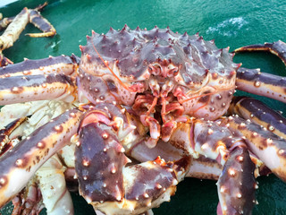 King crab