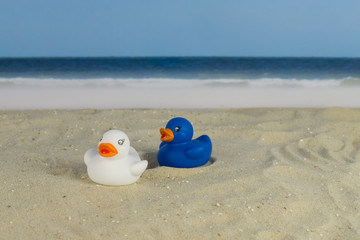 Fototapeta na wymiar One white and one blue duck on the beach