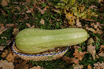 autumn vegetables 