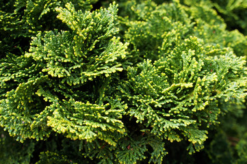 Thuja. Natural green background.