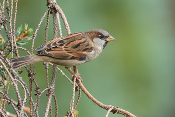 Haussperling männlich