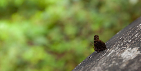 butterfly banner