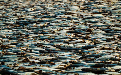 Drying Fishes