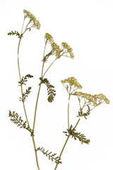 schafgarbe © fotograf-halle.com