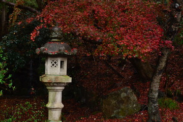 八瀬の紅葉