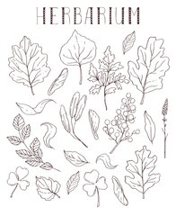 Hand drawn vector leaves. Illustration with leafs.