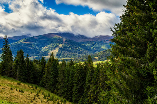 Fototapeta Autumn coniferous forest in the Carpathian mountains