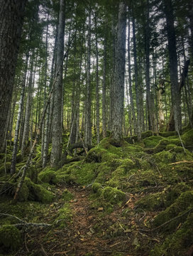 Forest in Alaska © Sam