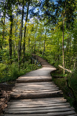 Fototapeta na wymiar Beautiful wooden road in summer forest