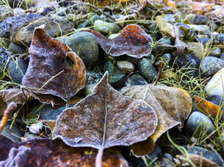 Frozen leaf