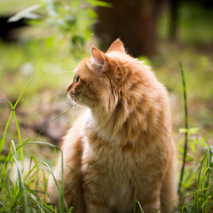 Beautiful red cat on the grass