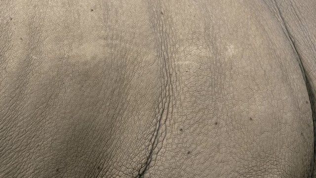 White rhino's skin