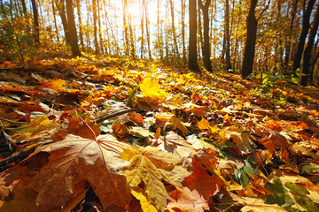 Autumn forest in the mountains