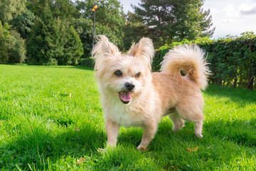 Little dog lying on the grass