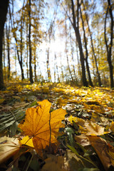 Autumn forest in the mountains