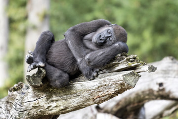 Obraz premium Gorille de 9 ans