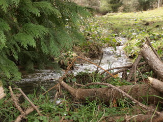 Small steam in springtime forest