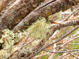Dried tree in winter with moss pale color
