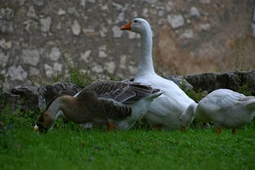 Ländliche Indylle mit Hausgänsen und Wildgans am Gardasee auf grüner Wiese, Anserinae in Italien