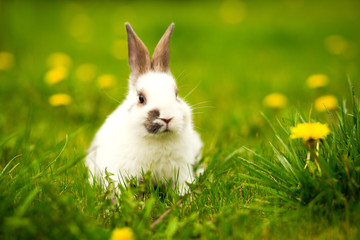 Rabbit jumping on the green grass  Easter bunny
