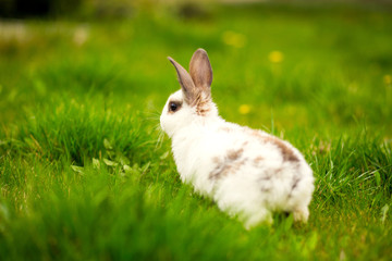 Naklejka premium Rabbit jumping on the green grass Easter bunny
