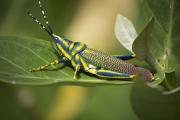 Painted Grasshopper